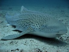 オスと引き離されたメスザメ、単独で子どもを産める体に変化! 理学博士が緊急解説「生殖に関わらないオスは、もはやコスト」