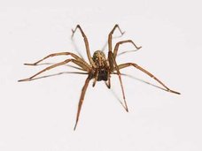 手のひらサイズの蜘蛛が全長38センチのヘビを食べる!