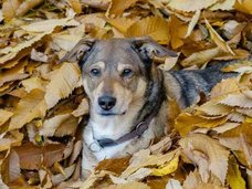 犬はレゲエ好きであることが新たな調査で発覚!
