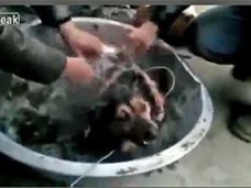 生きたまま熱湯に放り込まれ、下半身の皮を剥がされた犬 最後の力を振り絞って逃亡も……