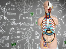 医学教育で解剖学が軽視されている!2030年、身体の構造を知らない医師ばかりになる!