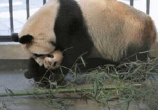 10年間で5頭が変死!? 獣医不足、不衛生な飼育環境……上海野生動物園はパンダの墓場か?