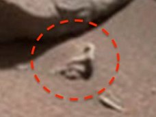 NASAが「火星で体育座りをする人」を再び激写! 「クモザル」「カタツムリ」も発見される!