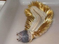“金色の剛毛”で覆われた正体不明の生物が南極に生息していた! 理学博士が解説するも「謎だらけ」