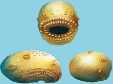 人類の祖先は“口がアナル”の激グロモンスターだった! 5億4千万年前の化石で判明(最新研究)