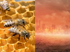 【ガチ】絶滅しかけのミツバチを今救わないと、人類は4年で滅ぶ!(徹底解説)