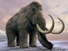 「2年以内にマンモス復活させる」ハーバード大教授が宣言! 研究の“真の目的”について理学博士が緊急解説