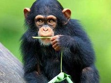 オランウータンが「出会い系アプリ」で恋人探し→数分後にタブレットを破壊!