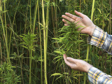 私たちの身の回りには大麻があふれている! 冷静に大麻の可能性について考えよう
