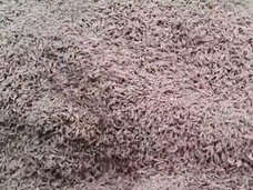 【閲覧注意】死んだ鹿に発生した「大量のウジ虫」が雪崩を起こす瞬間! 画面をうじゃうじゃ覆い尽くす激グロ映像