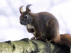 火星にかわいいリスが生息!?