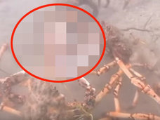 【衝撃動画】カニの大群がタコを集団リンチ、引き裂きの刑に! 理学博士「非常に珍しい残虐光景」