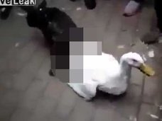 【閲覧注意】犬がアヒルを“ものすごい体位”で激しくレイプした後、殺害! “異種姦”性犯罪の決定的瞬間!!