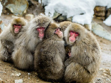 アカゲザルと交雑したニホンザル57頭を殺処分!生態系を守るための「外来生物法」の実態とは?