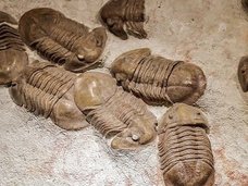 「化石の王様」は頭でセックスしていた! 4億年前の三葉虫の“頭部繁殖行動”が化石で判明!