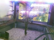 火星の過酷環境でも育つ“スーパーポテト”が発見される! 理学博士が衝撃暴露「NASAの狙いは火星移住ではなく…」