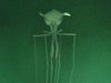 【衝撃動画】深海で「エイリアン生命体」が発見される! 巨大な頭部、釣りあがった目…謎すぎる姿