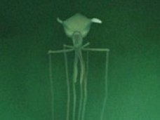 【衝撃動画】深海で「エイリアン生命体」が発見される! 巨大な頭部、釣りあがった目…謎すぎる姿