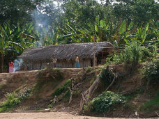 「世界一健康な心臓」をもつアマゾンのチマネ族の生活習慣 糖質に依存しない食生活が原因?