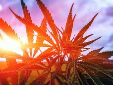 【警告】海外で大麻を吸った日本人の「見せしめ逮捕」がもうすぐ始まるぞ! 医療用大麻処方でも刑務所行き!