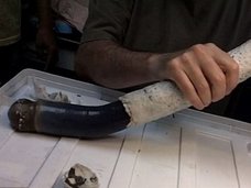 【衝撃映像】世界で初めて採取された謎の軟体生物がキモすぎる! 理学博士「我々の生活に劇的革新をもたらす可能性」