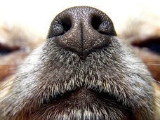 嗅診って何? 息を嗅げば病気の正体がわかる! がんを嗅ぎ分ける探知犬も活躍