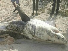 “肝臓のない”サメの死骸が次々打ち上げられる! 宇宙人かUMAか、理学博士が真犯人に迫る!=南アフリカ