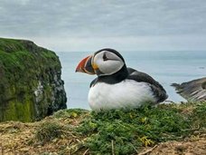 絶滅寸前の動物たちがカメラに収められる