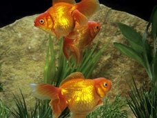 ダイバーが海中で魚から口内洗浄を受ける!?