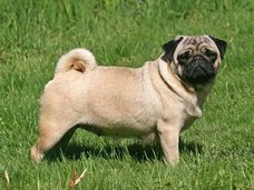 犬のオナラ解消に3万円!