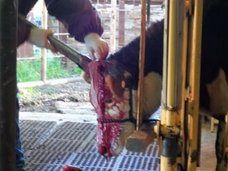 【徹底取材】牛の除角作業がマジで残虐すぎる! 血まみれ飼育員、ショック死する牛も… 中韓より劣る日本の畜産環境