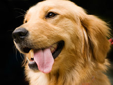 全国初! がん探知犬によるがん検診~試験管に入った尿を嗅ぎ分け判定