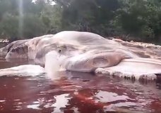 【衝撃動画】インドネシアに正体不明の15mのドロドロ流血死骸が漂着!! 巨大イカの予言的中か、理学博士が緊急解説!