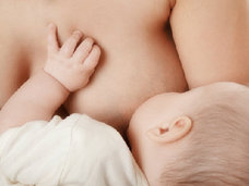 女性の「乳房」ほど不思議な臓器はない! ヒトの乳房は大きすぎ? 乳腺は生殖器か?