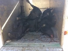 ウシ13頭が集団自殺、崖から飛び降りる異常事態発生!! 理学博士が緊急分析「真犯人はまさかの…」=スイス