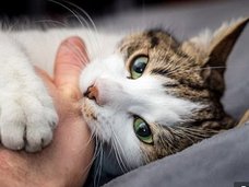 ネコは家畜を“演じて”人間を利用している!? ネコがいかに世界を制覇したか古代DNAで判明、科学者「彼らは最初から完璧だった」