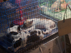 【閲覧注意】レトリバーらしき犬を生きたまま“釜茹で”にする超おぞましい光景!「キャン…キャン…」中国農村、犬食文化のリアル