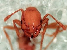 【緊急警告】“殺人アリ”ヒアリが遂に日本上陸、大人でも死ぬ!! TPP開始で日本人はヒアリ滅亡、トカナの警告がガチ的中!