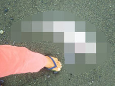 【緊急レポート】幻の深海魚「ゴーストシャーク」が湘南の海岸に出現か!? 8月までに神奈川で大地震の可能性!!