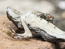 イタチの肛門、クジラの死体、ハゲタカの嘔吐… 生物学者が選んだ「自然界最凶の悪臭7選」がヤバすぎる! “魂を壊す”ほどの悪臭も