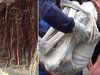 【動画】全身真っ白の「3本指のミイラ」が複数発見される! 医師「人間とは異なる1600年前のヒト型生物」DNA検査へ=ナスカ