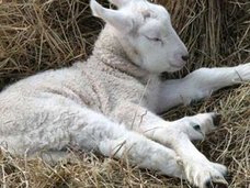 南アフリカで半分人間の姿をした羊が誕生?