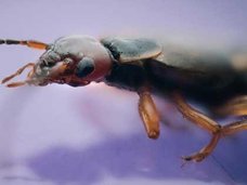 ペルーでコオロギが大量発生!