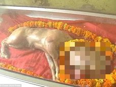 インドで完璧なる“人面牛”誕生、ヒンドゥー教のヴィシュヌ神の化身か!? 祝福を求めて信者殺到、寺院建立も決定する大フィーバー!
