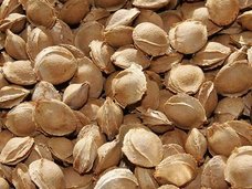 がんの特効薬といわれる「アンズの種の核/レートリル」研究が禁止された知られざる理由とは?