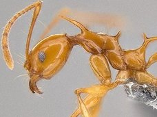 専門家が選んだ謎すぎる新種生物トップ10(2017年度版)! 414本足、4本ペニス、完全悪魔顔も… こんなの見たことない!!
