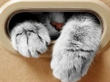 【量子論】「シュレーディンガーの猫」、箱を開けなければ不老不死だった! 「量子ゼノ効果」の謎すぎる実験結果が証明!