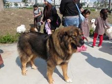 【閲覧注意】ペットが飼い主を襲撃! 頭をかまれ、頭皮がズルむけに……