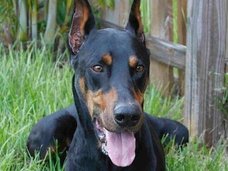 ペット(犬猫)が飼い主の死体を食べたがる理由が超ヤバい! 顔面を剥がし、首をかじり、骨を巣材に… 理由は食欲ではなかった!