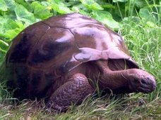 200歳のクジラ、500歳の貝、2億歳の…!? 地球で最も長生きな生物5選がハンパない!